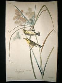 Audubon Havell: C1830 Prairie Warbler. Folio 1st Edition. Hand Col