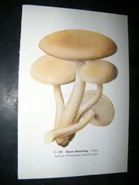 Edmund Michael Fungi C1900 Mushroom Print. Baum-Ritterling