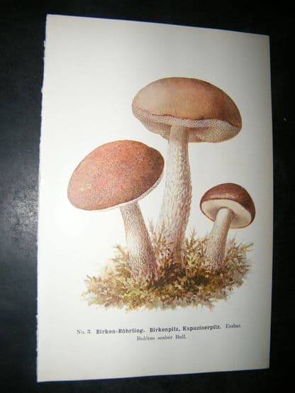 Edmund Michael Fungi C1900 Mushroom Print. Birken-Rohrling | Albion Prints