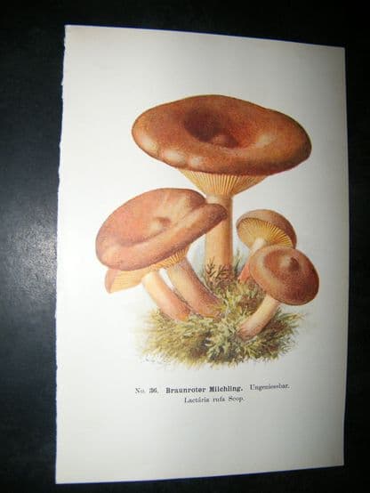 Edmund Michael Fungi C1900 Mushroom Print. Braunroter Milchling | Albion Prints