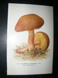 Edmund Michael Fungi C1900 Mushroom Print. Filz-Rohrling Ziegentippe