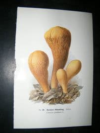 Edmund Michael Fungi C1900 Mushroom Print. Keulen-Handling