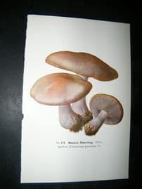 Edmund Michael Fungi C1900 Mushroom Print. Masken Ritterling