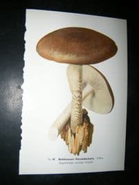 Edmund Michael Fungi C1900 Mushroom Print. Rechbrauner Sturmdachpile