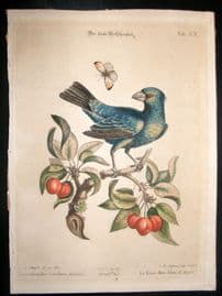 Edwards Seligmann C1760 Folio Hand Col Bird Print. Blue Grosbeak