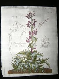 Encyclopaedia Britannica C1790 Hand Col Botanical Print. True Rhubarb