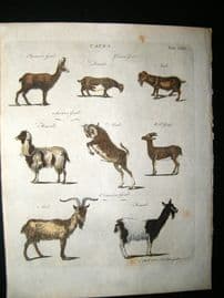 Encyclopaedia Britannica C1790 Hand Col Print. Capra. Goats