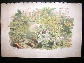 Eugene Blery C1855 LG Folio Botanical Print. Oxalis, Geranium 5