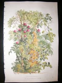 Eugene Blery C1855 LG Folio Botanical Print. Scotia, Fougere, Rhododendron 1
