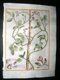 Ferrari 1633 Hand Col Botanical Print. Phaseolus Brasilicus 383