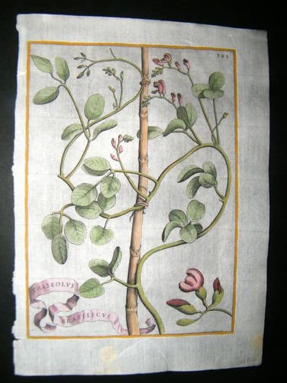 Ferrari 1633 Hand Col Botanical Print. Phaseolus Brasilicus 383 | Albion Prints