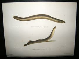 Fish Print: 1904 The Eel & The Lampen. Antique
