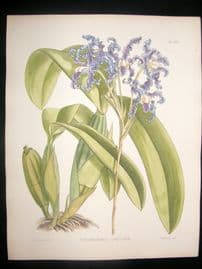 Fitch & Warner Orchid Album 1880s Botanical Print. Schomburgkia Undulata 335