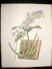 Fitch & Warner Orchid Album 1880s H/Col Print. Dendrobium Kingianum Album 332