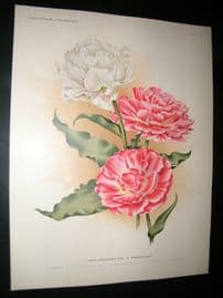 Florilegium Harlemense 1901 Botanical Print. Beaconsfield & Parmesiano Tulips