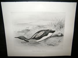 Frohawk 1898 Antique Bird Print. Black-Throated Diver