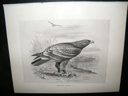 Frohawk 1898 Antique Bird Print. Spotted Eagle | Albion Prints