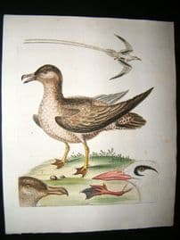 George Edwards C1750 Antique Hand Col Bird Print. Petrel