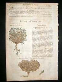 Gerards Herbal 1633 H/Col Botanical Print. Jericho Heath Rose & Austrian Heath