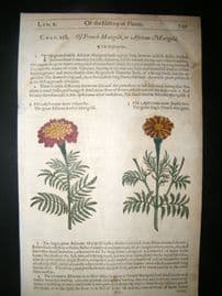 Gerards Herbal 1633 Hand Col Botanical Print. African & French Marigold