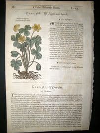 Gerards Herbal 1633 Hand Col Botanical Print. Alchemilla