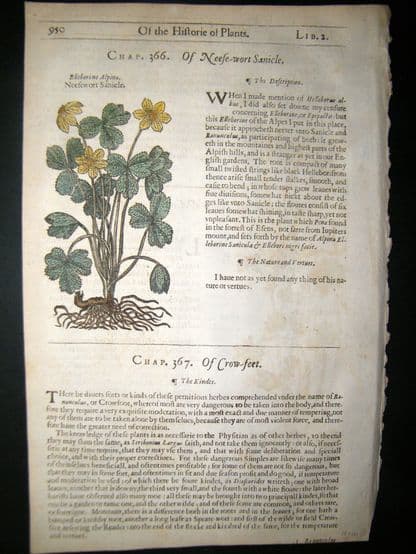 Gerards Herbal 1633 Hand Col Botanical Print. Alchemilla | Albion Prints