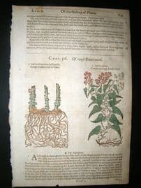 Gerards Herbal 1633 Hand Col Botanical Print. Bindweed of Portugal & Peru