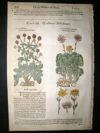 Gerards Herbal 1633 Hand Col Botanical Print. Caryophyllata, Mountain Cloves