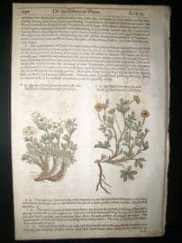 Gerards Herbal 1633 Hand Col Botanical Print. Cinquefoil