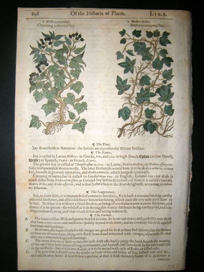 Gerards Herbal 1633 Hand Col Botanical Print. Climbing & Creeping Ivy | Albion Prints