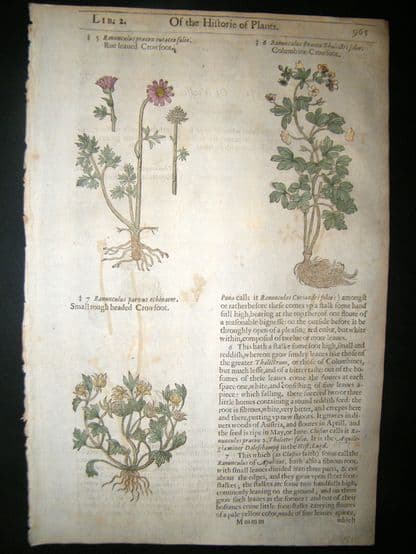 Gerards Herbal 1633 Hand Col Botanical Print. Columbine Crowfoot, Ranunculus | Albion Prints