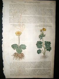 Gerards Herbal 1633 Hand Col Botanical Print. Crowfoot, Ranunculus