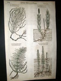 Gerards Herbal 1633 Hand Col Botanical Print. Equisetum, Horsetail