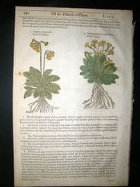 Gerards Herbal 1633 Hand Col Botanical Print. Field Cowslips, Oxlips, Mullein