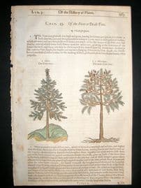 Gerards Herbal 1633 Hand Col Botanical Print. Fir Tree with Pines