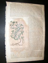 Gerards Herbal 1633 Hand Col Botanical Print. French Scammony