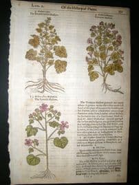 Gerards Herbal 1633 Hand Col Botanical Print. French & Spanish Mallow