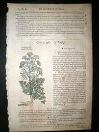 Gerards Herbal 1633 Hand Col Botanical Print. Garden & Water Parsley