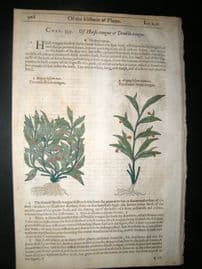 Gerards Herbal 1633 Hand Col Botanical Print. Hippoglossum, Horse Tongue