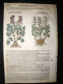 Gerards Herbal 1633 Hand Col Botanical Print. Hollow Root