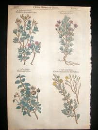 Gerards Herbal 1633 Hand Col Botanical Print. Holly Rose, Cistus
