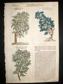 Gerards Herbal 1633 Hand Col Botanical Print. Holly Tree, Rhamnus Buckthorn