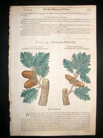 Gerards Herbal 1633 Hand Col Botanical Print. Holm Oak Tree, Acorns