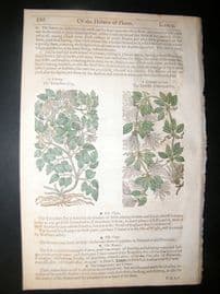 Gerards Herbal 1633 Hand Col Botanical Print. Hops, Clematis Viorna
