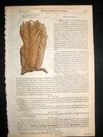 Gerards Herbal 1633 Hand Col Botanical Print. Indian Polypody Fern