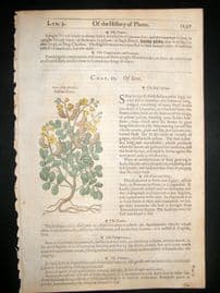 Gerards Herbal 1633 Hand Col Botanical Print. Italian Senna