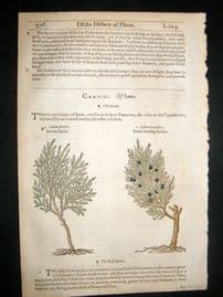 Gerards Herbal 1633 Hand Col Botanical Print. Juniper Tree, Lycian Cedar