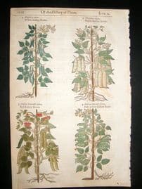 Gerards Herbal 1633 Hand Col Botanical Print. Kidney Beans