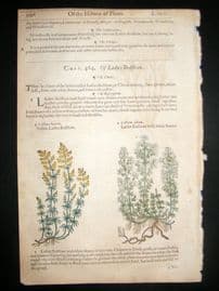 Gerards Herbal 1633 Hand Col Botanical Print. Ladies Bedstraw