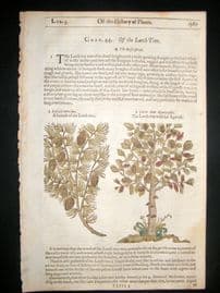 Gerards Herbal 1633 Hand Col Botanical Print. Larch Tree